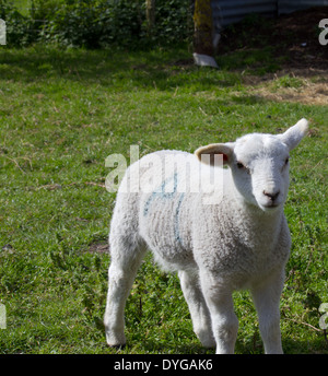 Lamm stehend in ein grünes Feld Stockfoto