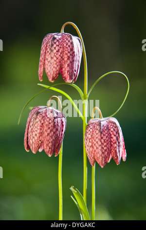 Schlange den Kopf Fritillaria (Fritillaria Meleagris), North Lincolnshire. April 2014. Stockfoto