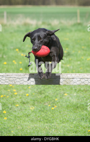 Ein schwarzer Labrador Retriever arbeitender Hund einen Zaun springen, während des Tragens einer Trainingspuppe Stockfoto