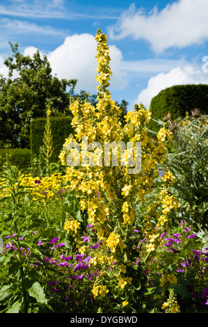 Verbascum Olympicum - das große gelbe Königskerze - gezeigt Blüte im Juni / Sommer bei Great Dixter Garden, East Sussex, UK. Stockfoto