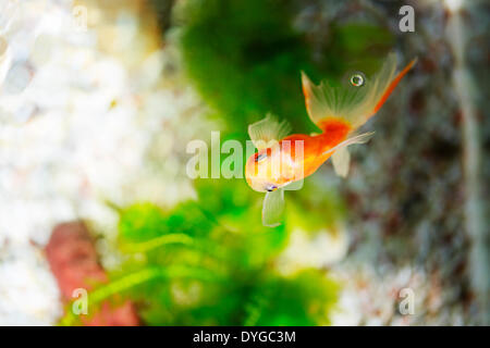 Goldfisch Stockfoto