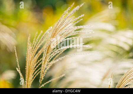 Japanische Silber Rasen Stockfoto