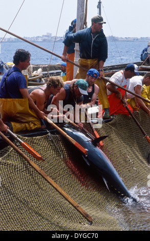 Italien, Sizilien, Ägadischen Insel Favignana, Tonnara Mai 2000, Genossenschaft La Mattanza, traditionelle Fischerei auf Thunfisch mit fischfalle, Harpunieren von Thunfisch in der todeskammer Stockfoto