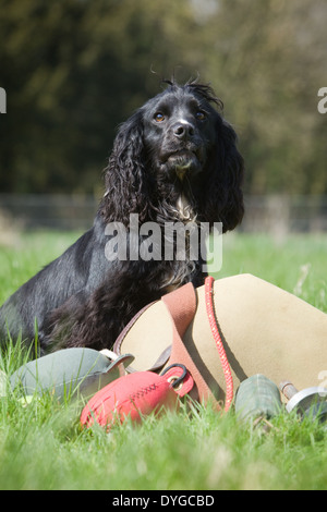 Eine schwarze Cocker Spaniel Gebrauchshund fotografiert mit einer Auswahl an Trainingsgeräten außerhalb in einer Wiese Stockfoto
