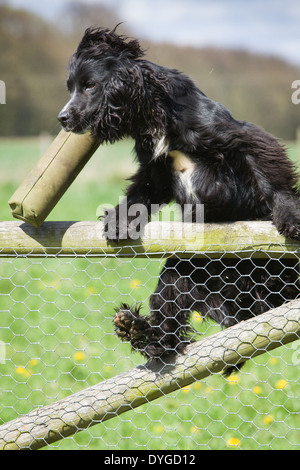 Eine schwarze Cocker Spaniel Gebrauchshund einen Zaun springen, während des Tragens einer Trainingspuppe Stockfoto