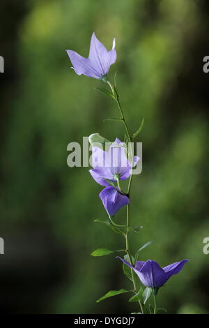 Japanische Glockenblume Stockfoto