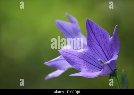 Japanische Glockenblume Stockfoto