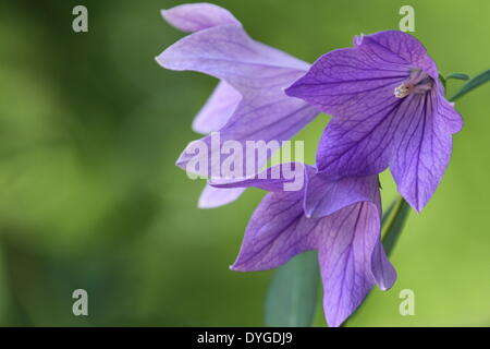 Japanische Glockenblume Stockfoto