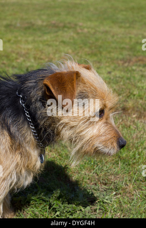 Jack Russell terrier Portrait Stockfoto