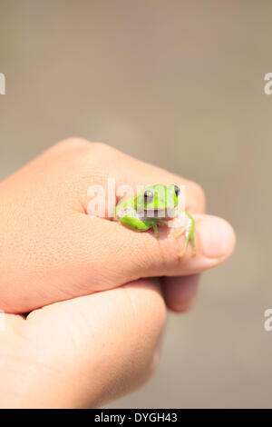 Japanische junge mit Frosch Stockfoto