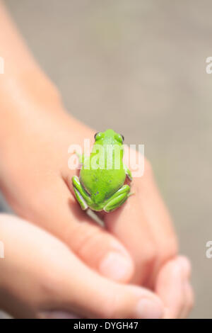 Japanische junge mit Frosch Stockfoto