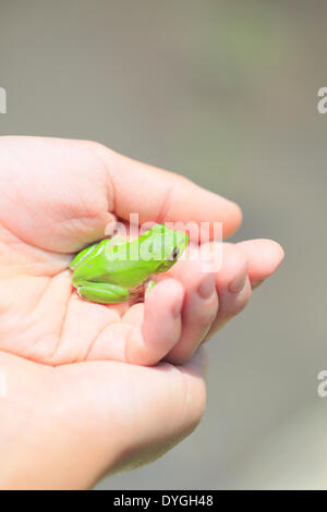 Japanische junge mit Frosch Stockfoto