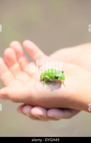 Japanische junge mit Frosch Stockfoto