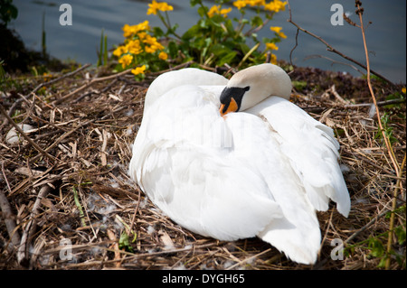 Eine weibliche Höckerschwan Handauflegen ein Nest in der Sonne Stockfoto