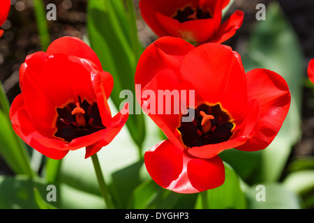 Rote Tulpen im Garten hautnah Stockfoto