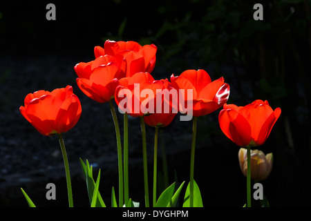 Rote Tulpen im Garten dunklen Hintergrund Stockfoto
