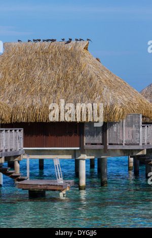 Vögel, die hoch oben auf Reetdach des Overwater Bungalow in Französisch-Polynesien Stockfoto