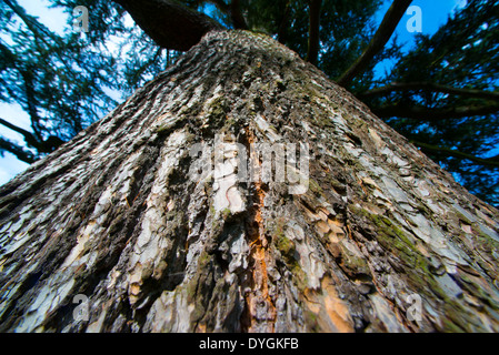 Eine Nahaufnahme von einer Zeder vom Libanon Baum, Acton Burnell, Shropshire, England Stockfoto