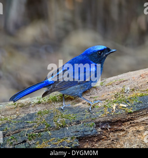 Schöne blaue Vogel, männliche große Niltava (Niltava Grandis), stehend auf das Protokoll Stockfoto