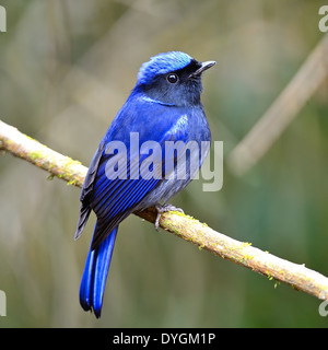 Bunten blauen Vogel, männliche große Niltava (Niltava Grandis) auf einem Ast, hintere Profil Stockfoto