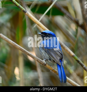 Schöne blaue Vogel, männliche große Niltava (Niltava Grandis) auf einem Ast, hintere Profil Stockfoto