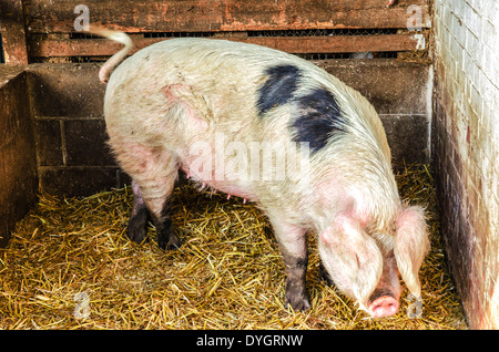 Bauernhof Schwein Stockfoto