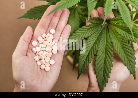 Cannabis-Pflanze und Hand mit Pharmazeutika. Stockfoto