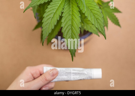 Cannabis-Pflanze und Hand mit Creme Tube. Stockfoto