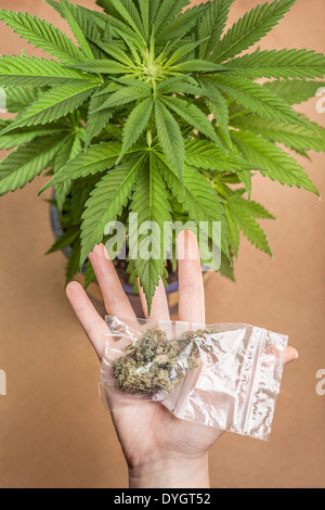 Cannabis-Pflanze und Hand mit Beutel mit getrockneten Marihuana Knospen. Stockfoto