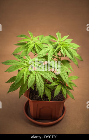 Blumentopf, Indica dominant Hybrid im vegetativen Stadium weiblichen Cannabispflanze. Stockfoto