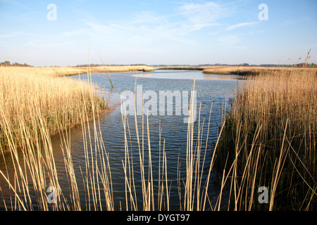 Schilf wächst auf die Gezeiten-Mündung des Flusses Alde bei Snape, Suffolk, England Stockfoto