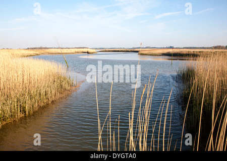 Schilf wächst auf die Gezeiten-Mündung des Flusses Alde bei Snape, Suffolk, England Stockfoto