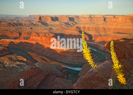 Colorado River, Canyons, und Prinz Plume (Stanleya pinnata) vom Dead Horse Point State Park, Utah USA Stockfoto