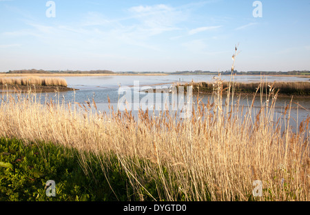 Schilf wächst auf die Gezeiten-Mündung des Flusses Alde bei Snape, Suffolk, England Stockfoto