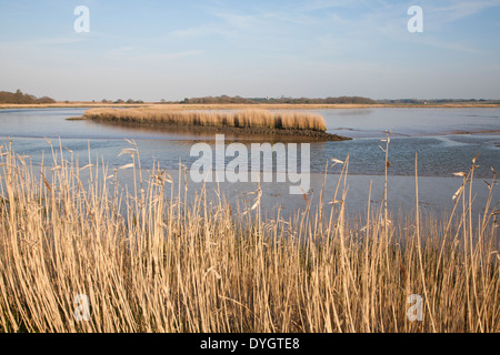 Schilf wächst auf die Gezeiten-Mündung des Flusses Alde bei Snape, Suffolk, England Stockfoto