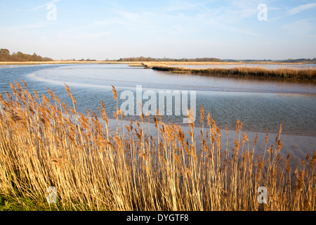 Schilf wächst auf die Gezeiten-Mündung des Flusses Alde bei Snape, Suffolk, England Stockfoto