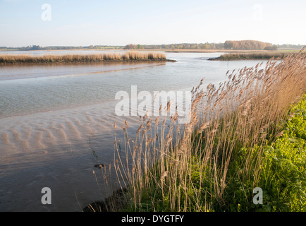 Schilf wächst auf die Gezeiten-Mündung des Flusses Alde bei Snape, Suffolk, England Stockfoto