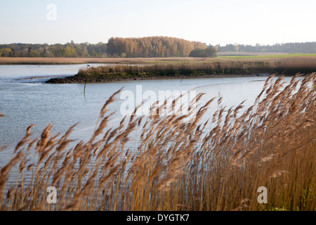 Schilf wächst auf die Gezeiten-Mündung des Flusses Alde bei Snape, Suffolk, England Stockfoto