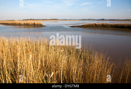 Schilf wächst auf die Gezeiten-Mündung des Flusses Alde bei Snape, Suffolk, England Stockfoto