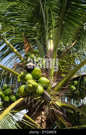 Tropische Sonne auf frischen grünen Kokosnuss Palmen Baum Nahaufnahme der Haufen der wachsenden unreife brasilianischen cocos Stockfoto