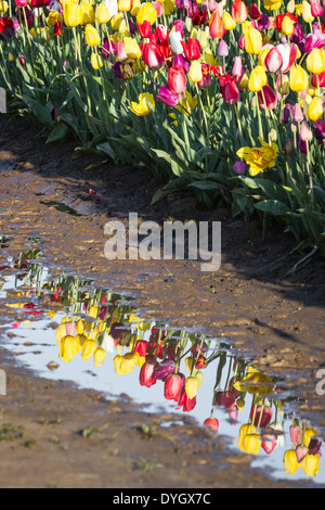 schöne Reflexion der Tulpen im schmutzigen schlammigen Wasser zwischen die Feld-Zeilen Stockfoto