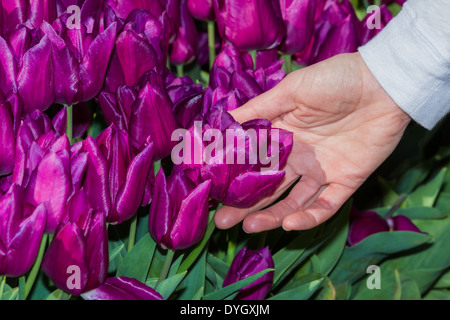 Wunderschöne violette Tulpen zusammengefasst in einem sonnigen Tag mit einer weiblichen Hand berühren Stockfoto