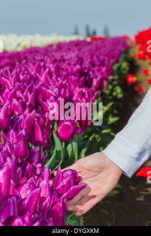 Wunderschöne violette Tulpen zusammengefasst in einem sonnigen Tag mit einer weiblichen Hand berühren Stockfoto