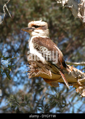 Kookaburra (Dacelo Novaeguineae) auf Toten Ast, close-up: Lemon Tree Passage, Port Stephens, NSW, Australien Stockfoto