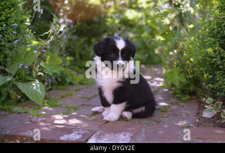 Sehr junge adorable Border Collie Welpe, sitzend auf einem Gartenweg, Gosport, Hampshire, England Stockfoto