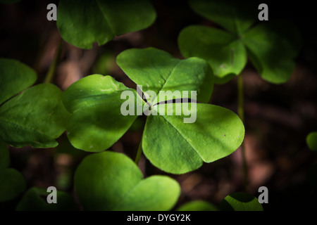 grünes Kleeblatt auf dem Waldboden in Oregon Stockfoto