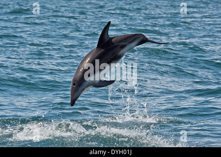 Afrikanische Dusky Dolphin (Lagenorhynchus Obscurus Obscurus). Springen hoch in die Luft in der Nähe von Walvis Bay, Namibia. Stockfoto
