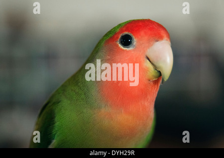 Ein Pfirsich konfrontiert Lovebird. Stockfoto