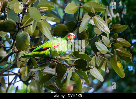 Ein White-fronted Parrot (Amazona Albifrons) auf einem Baum. Monteverde, Costa Rica. Stockfoto