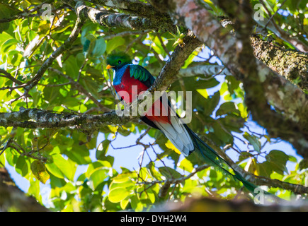 Einen männlichen Quetzal mit langen Schwanzfedern auf eine wilde Avocado-Baum. Monteverde, Costa Rica. Stockfoto